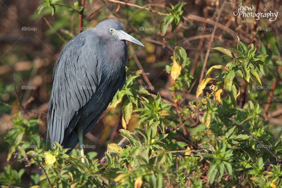 Little Blue Heron