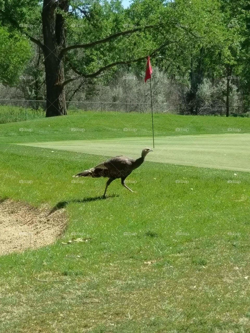 Turkey on a golf course