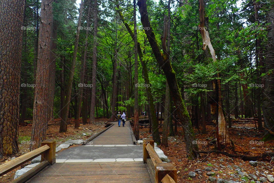 following the boardwalk through a dense forest at Yosemite national park