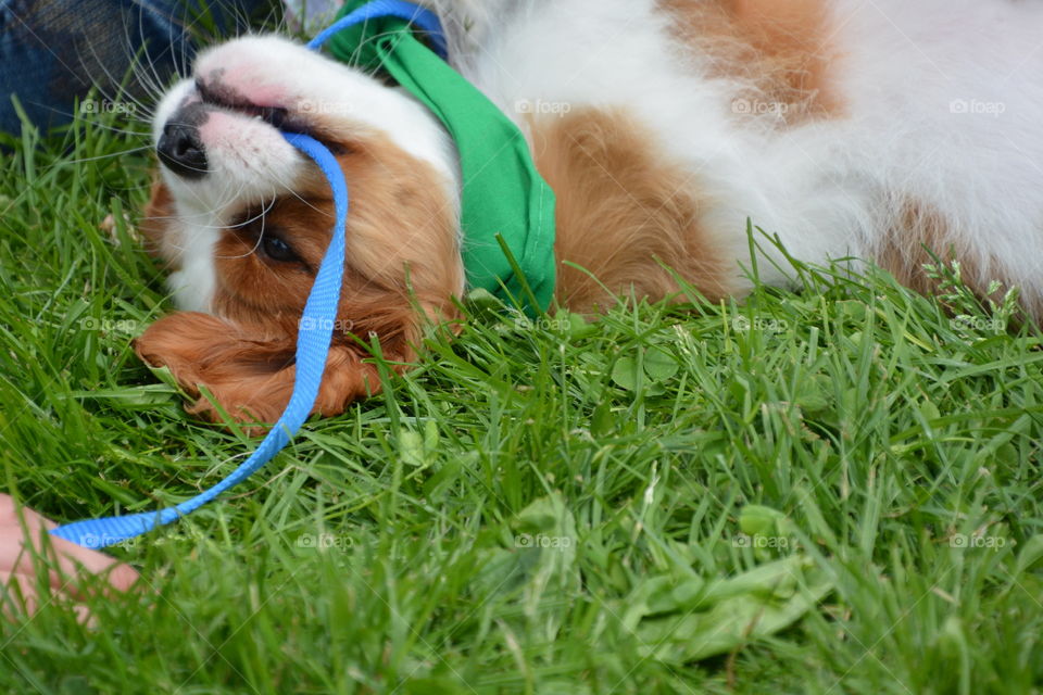 Dog playing with own leash