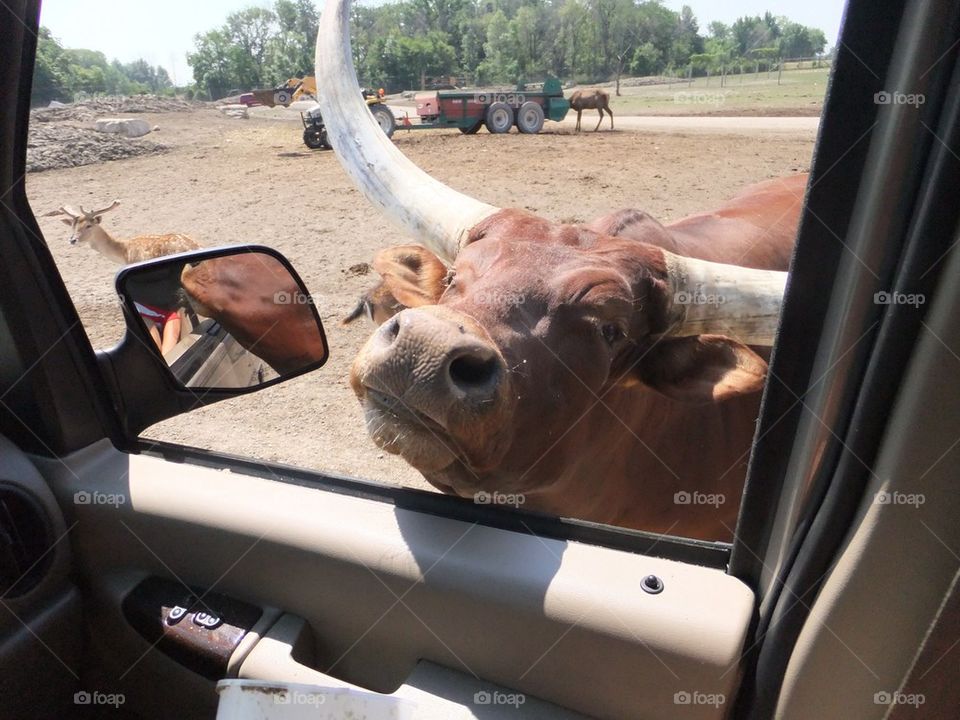 Steer at the window 