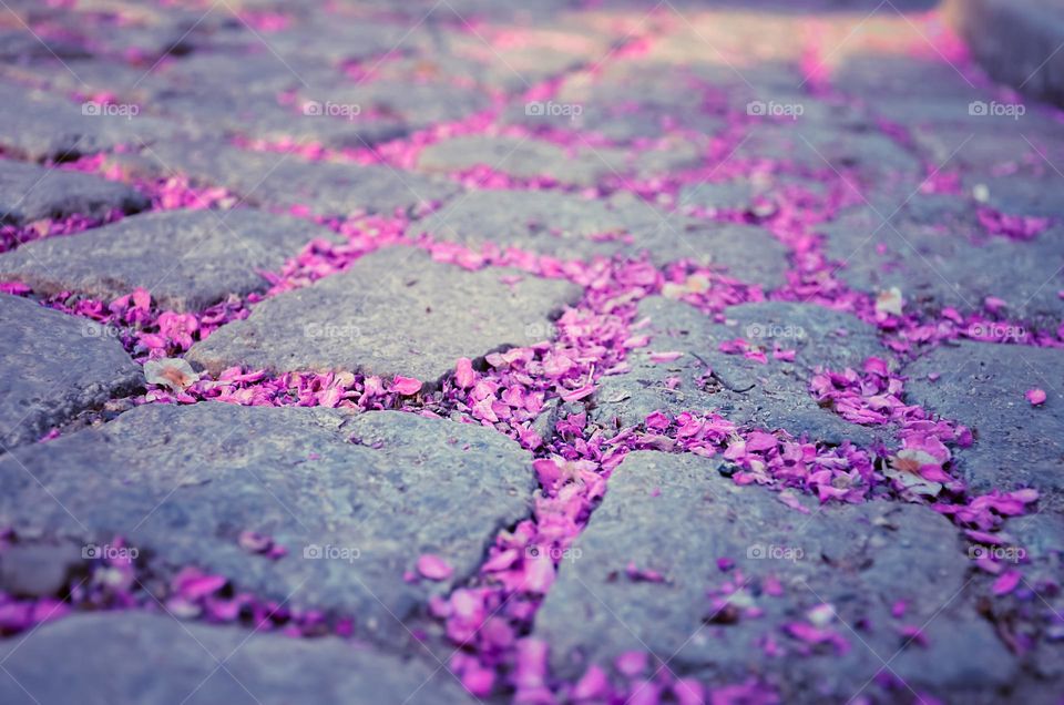 Petals of flowers on the street