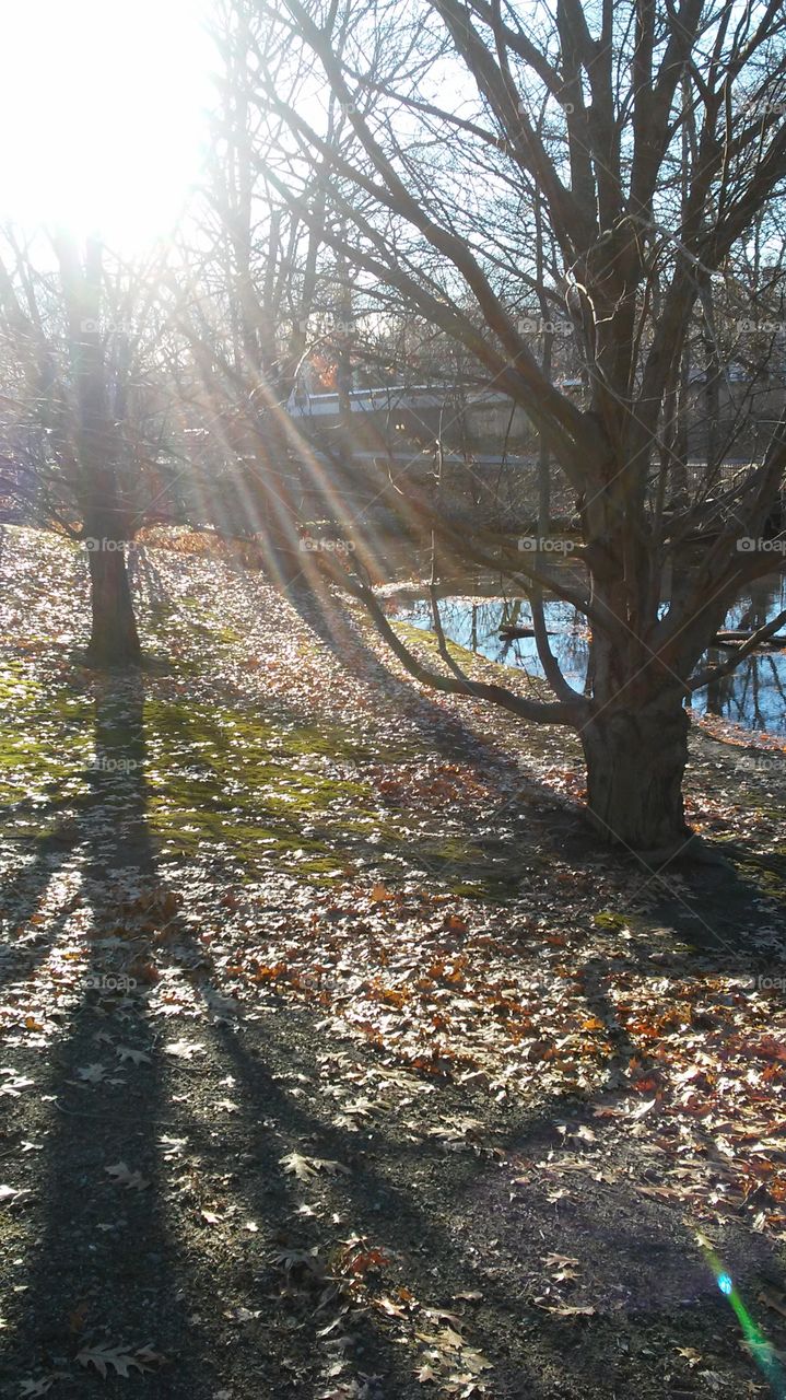 Tree, Fall, Nature, Landscape, Wood