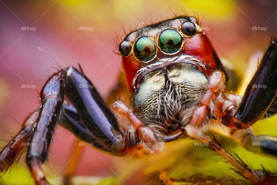 colorful jumping spider