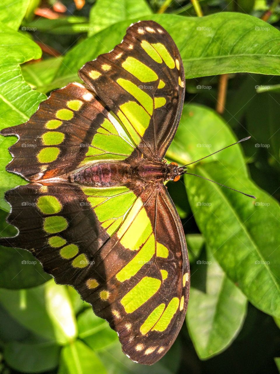 High angle view of butterfly