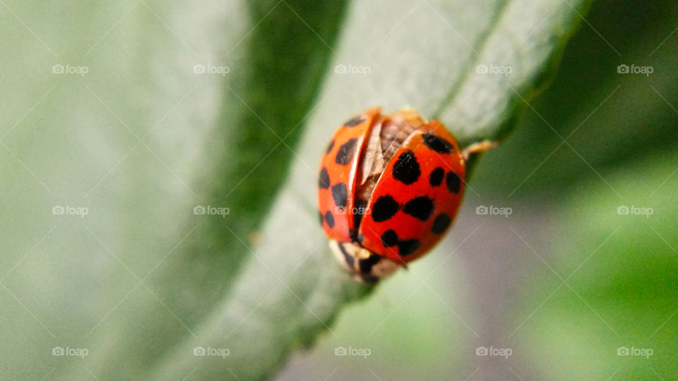 Insect, No Person, Nature, Ladybug, Beetle