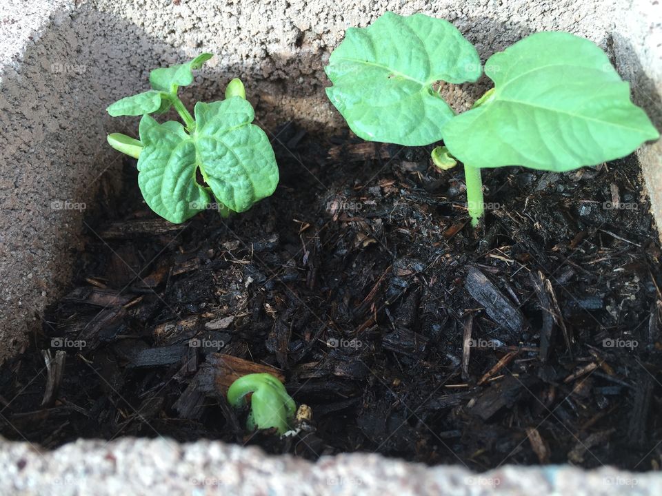 Garden bean sprouts.