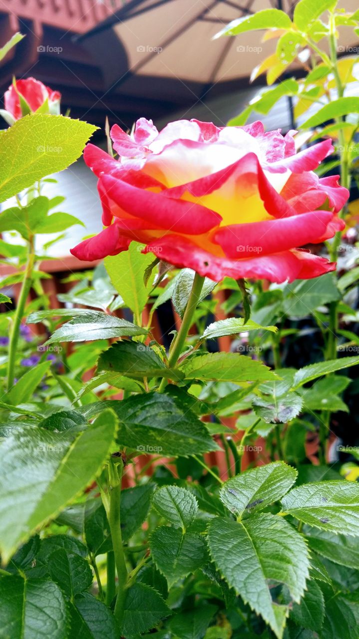 vibrant rose