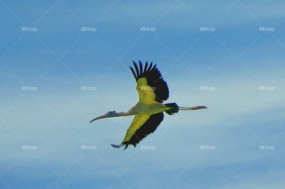 Wood Stork in Flight