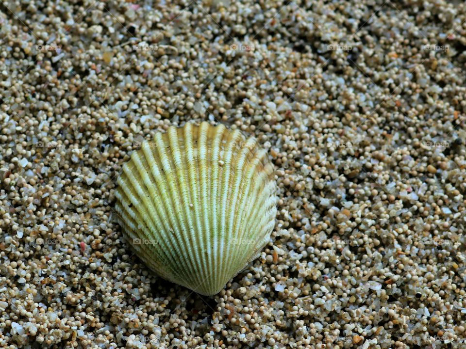 Great Pattern on Shell Texture