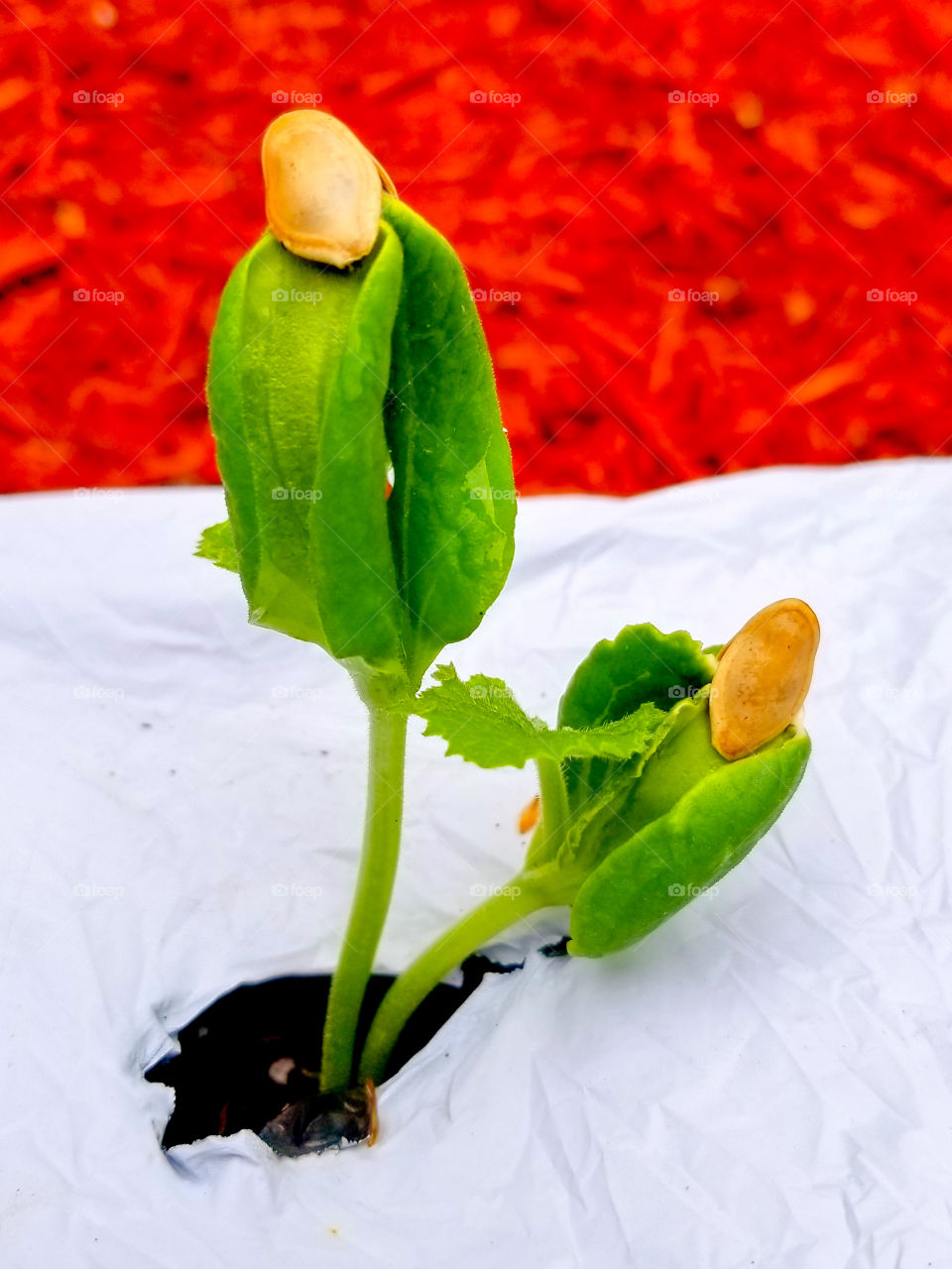 Squash sprouting from seed
