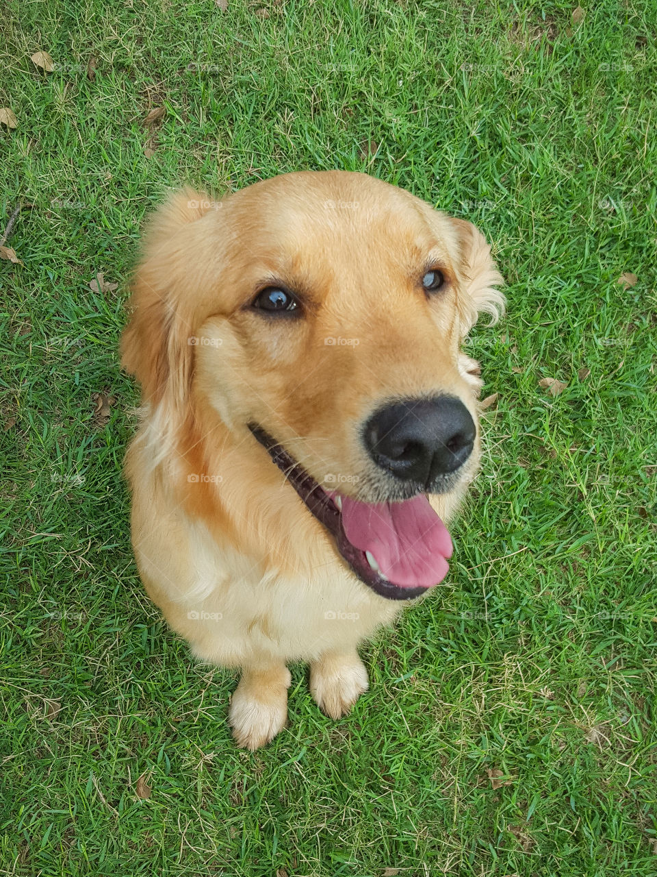 Golden dog Cão Cachorro animal PET canino happy feliz Little  face Retriever