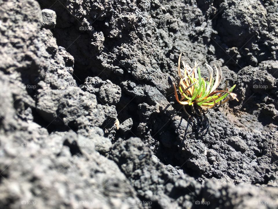 Air plant growing on the side of a sea rock at low tide on the Road to Hana in Maui, Hawaii.