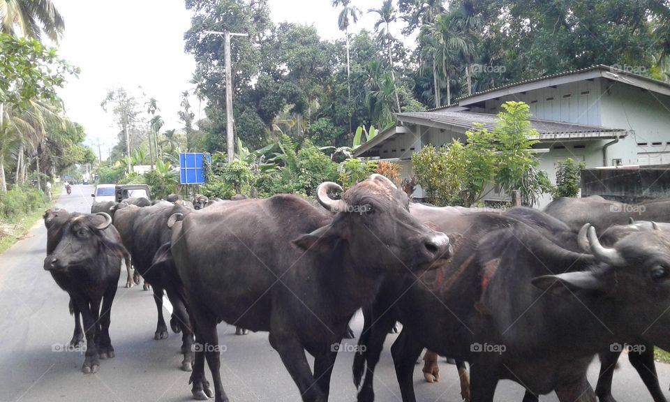 buffalos in road