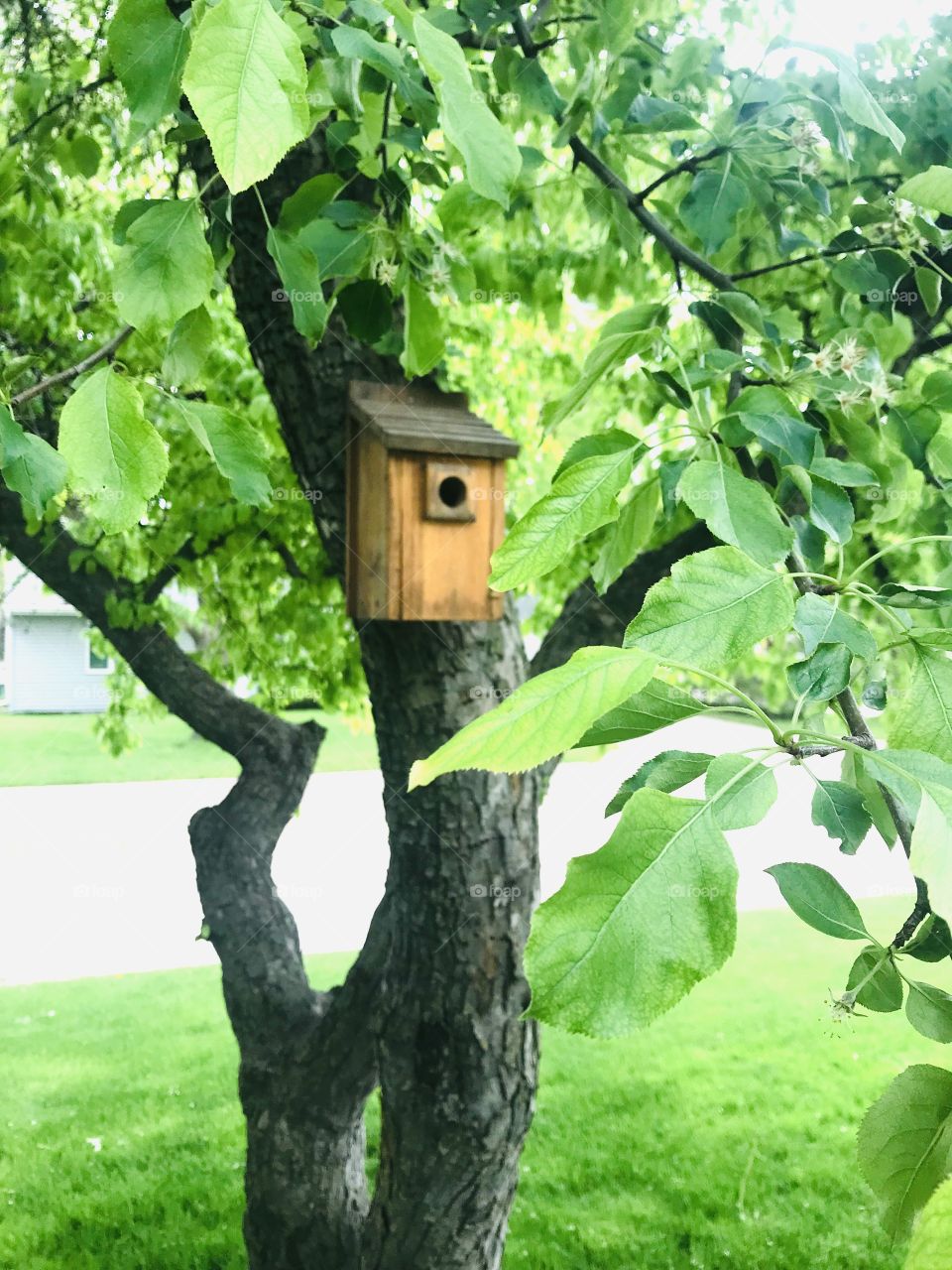 Gorgeous tree and birdhouse from a very well kept garden captured on a beautiful afternoon! 