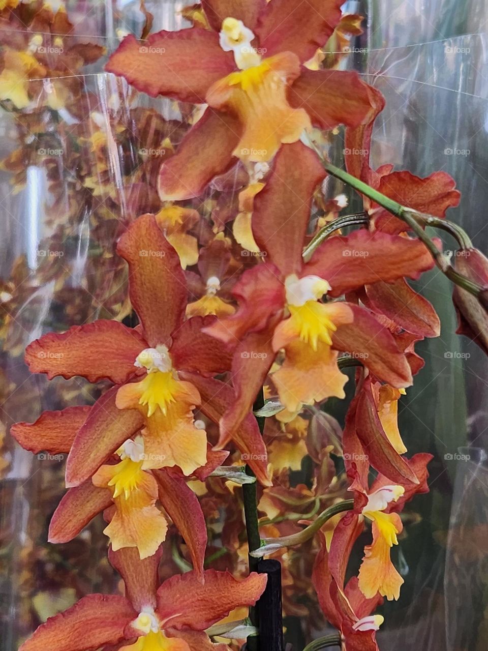 beautiful yellow brown exotic orchid flower bouquet for sale in an Oregon market