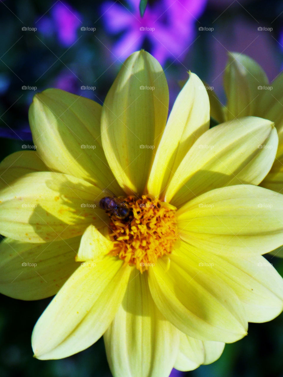 Bright yellow flower with insect