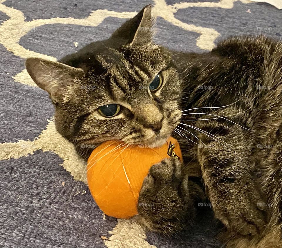 The cats love all of the Yeowww catnip toys, especially the pumpkin because it’s nice and large