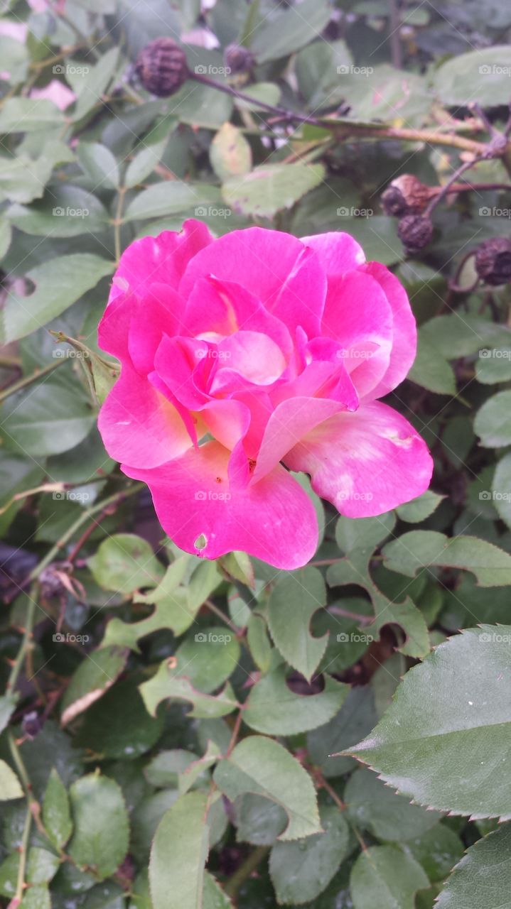 bright pink flower in the sun