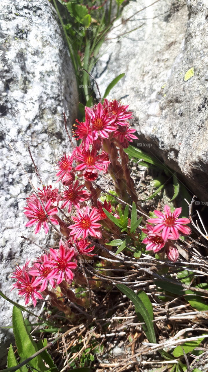 alpine flowers