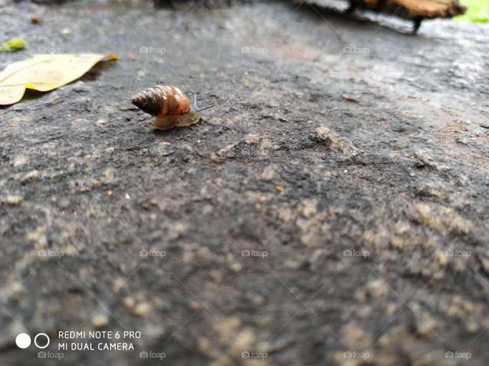 Snail