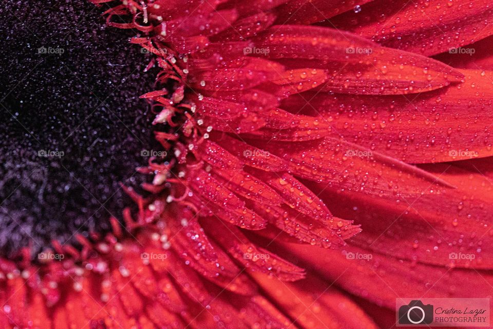 macro detail of a red gerbera covered in rain drops