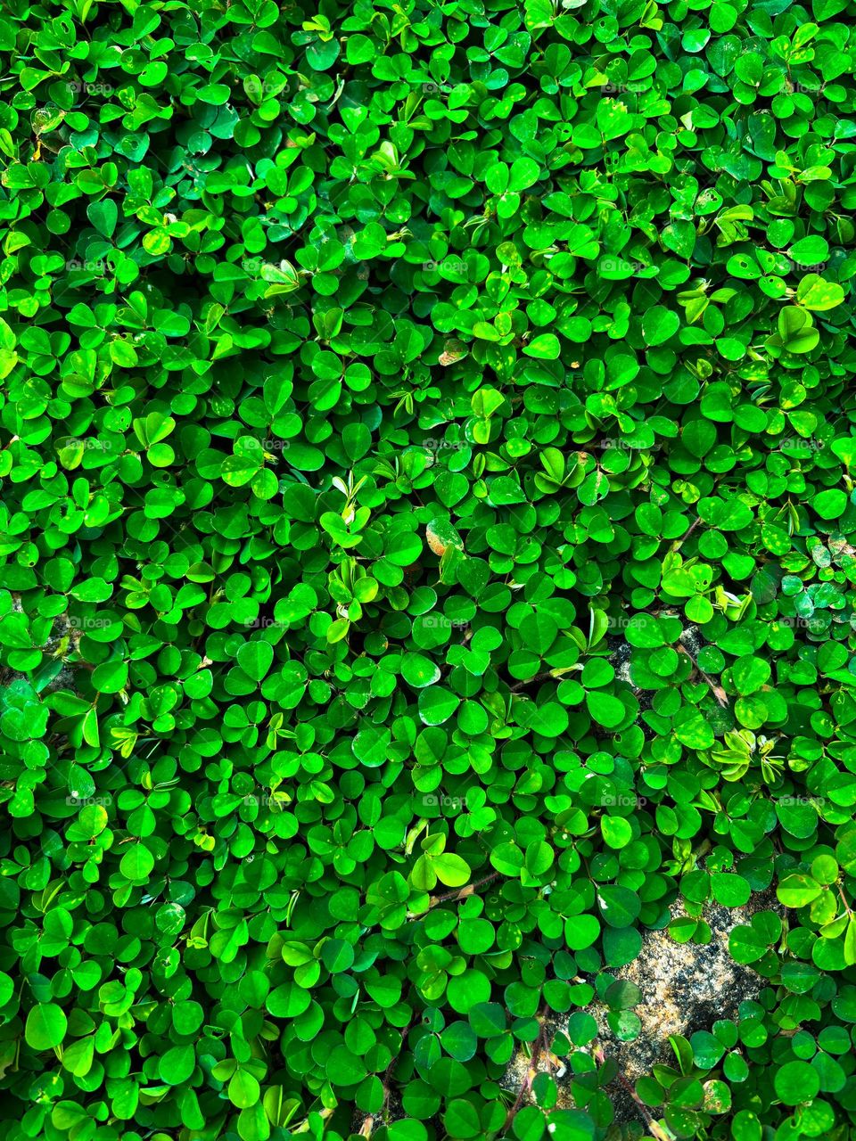 HD Green leaves  Wallpaper