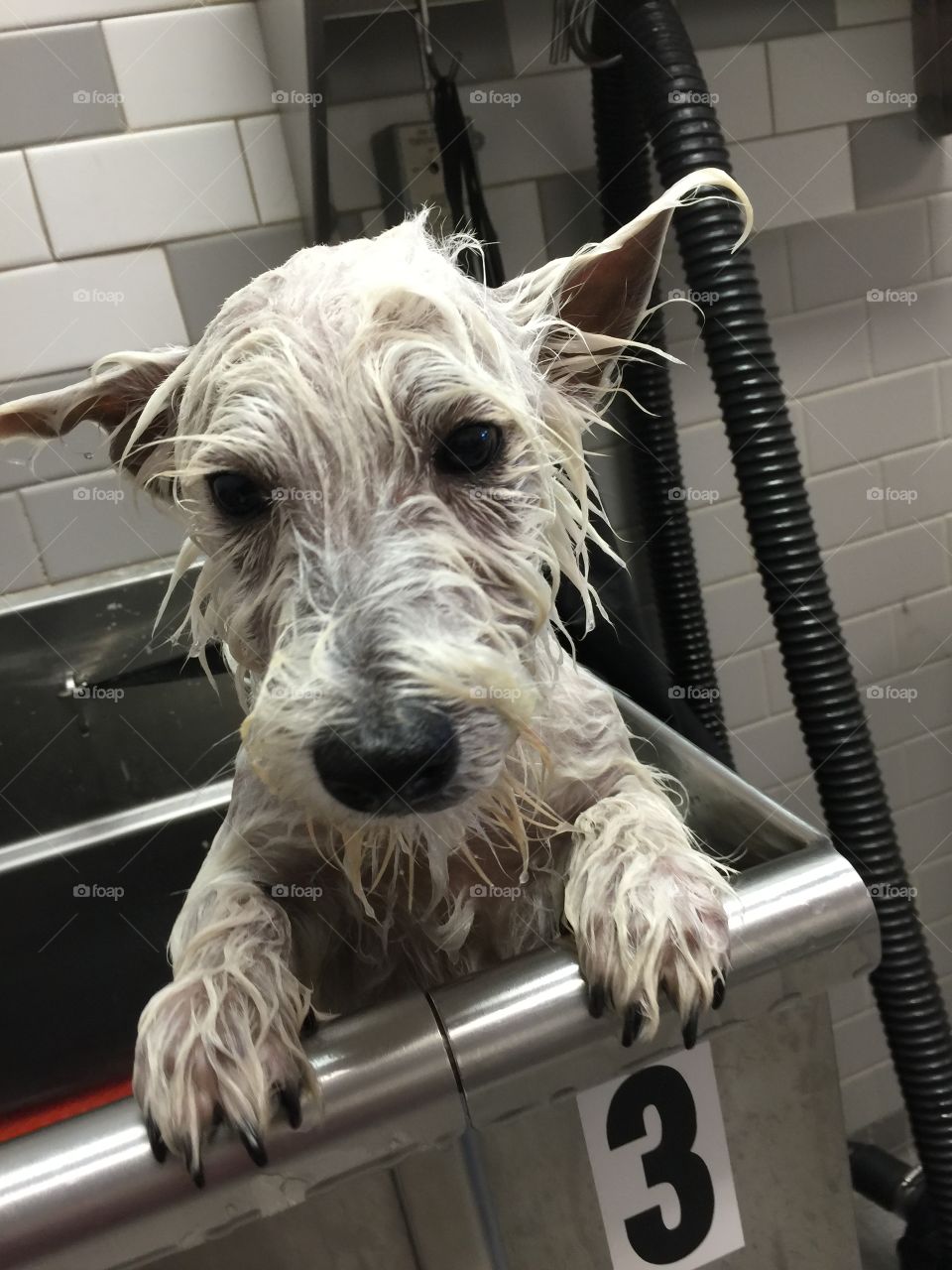 First bath westie puppy Mac