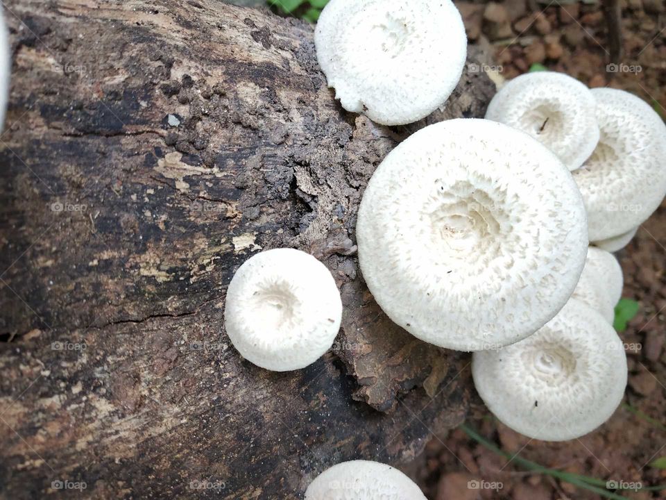 mushroom