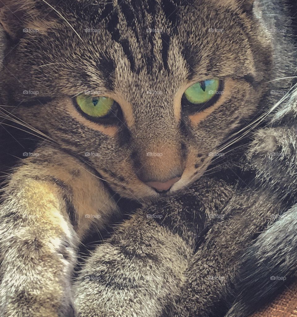 Green eyed kitty