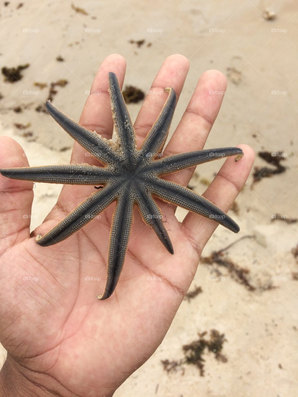 Estrela do mar!🙆🏽‍♂️