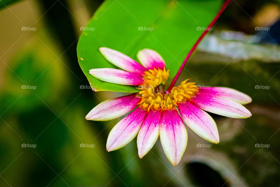 Wild orchid in close up view. Pink and white petals with blurry background 