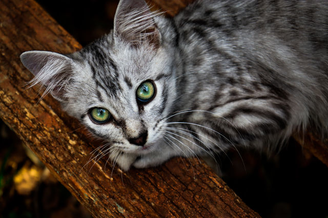 Gato.