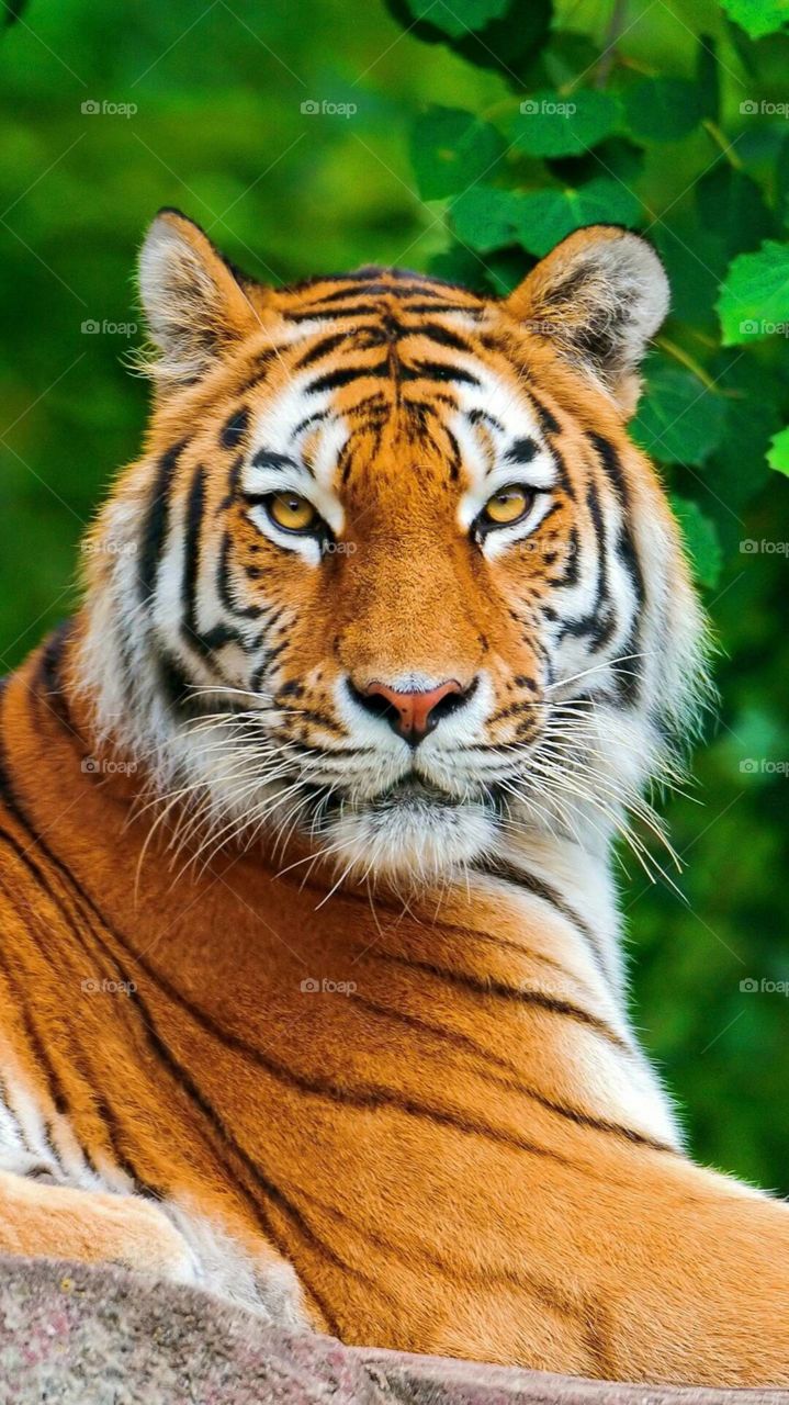 temible tigre