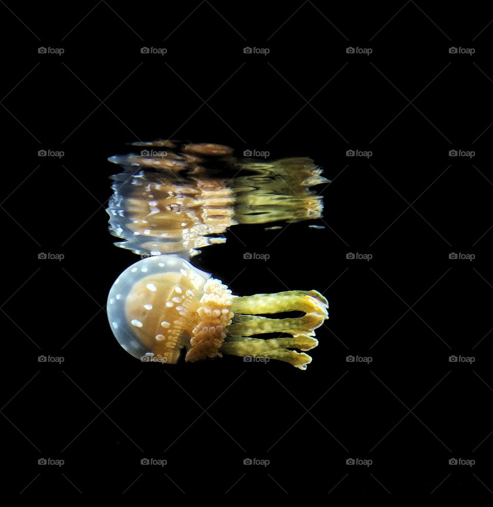 Jellyfish and its reflection on the water’s surface 