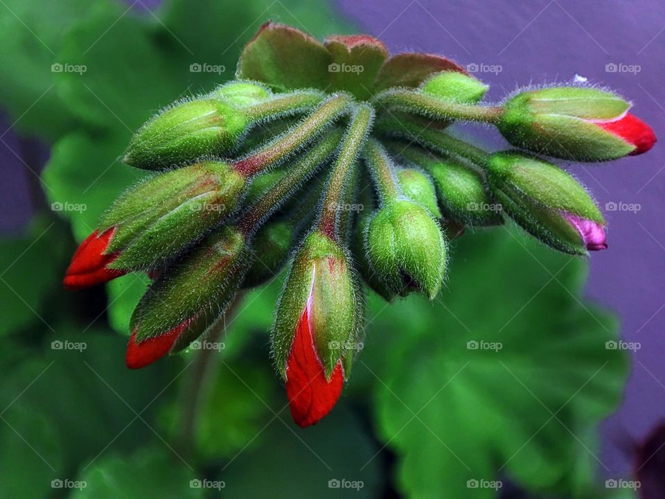 Macro photo of flower growing in the garden