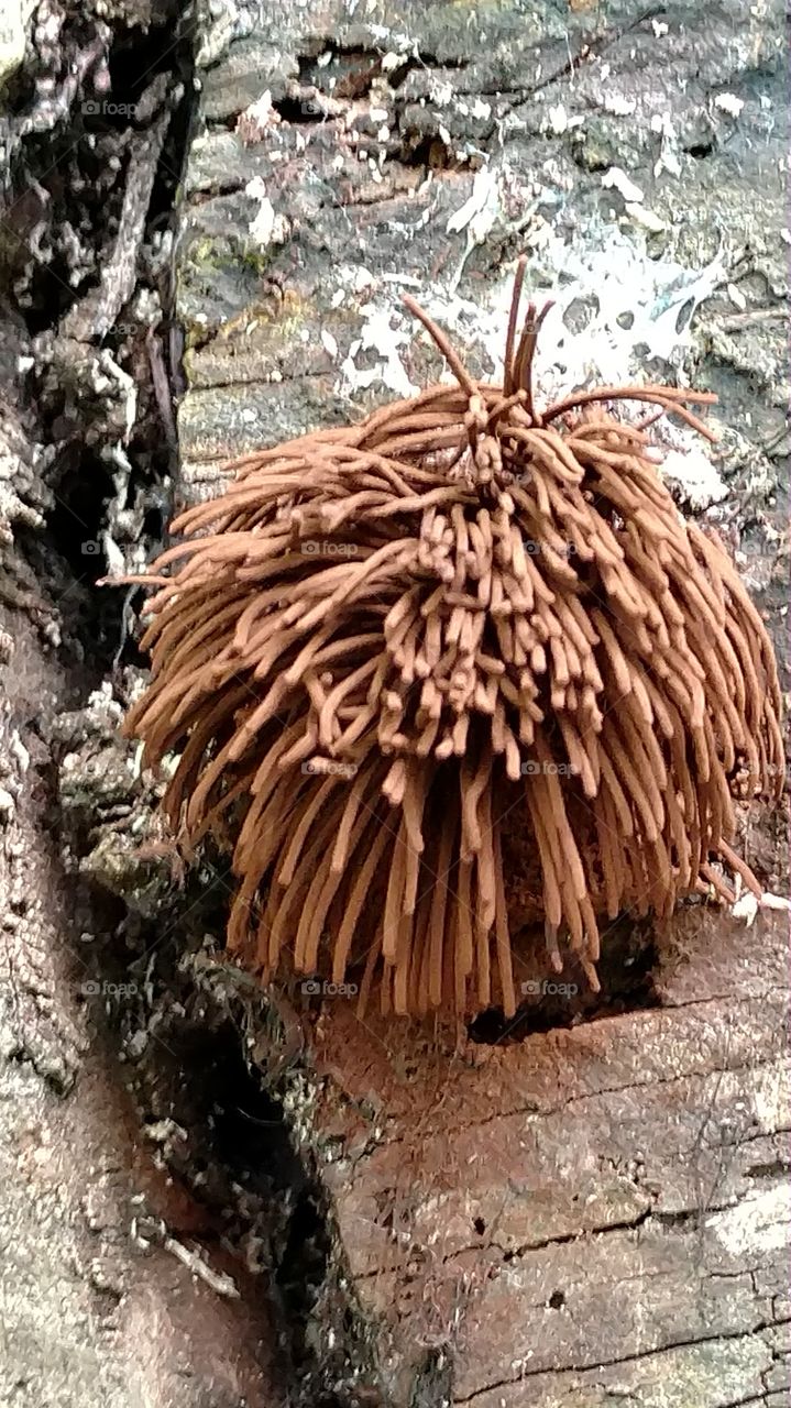 chocolate tube slime