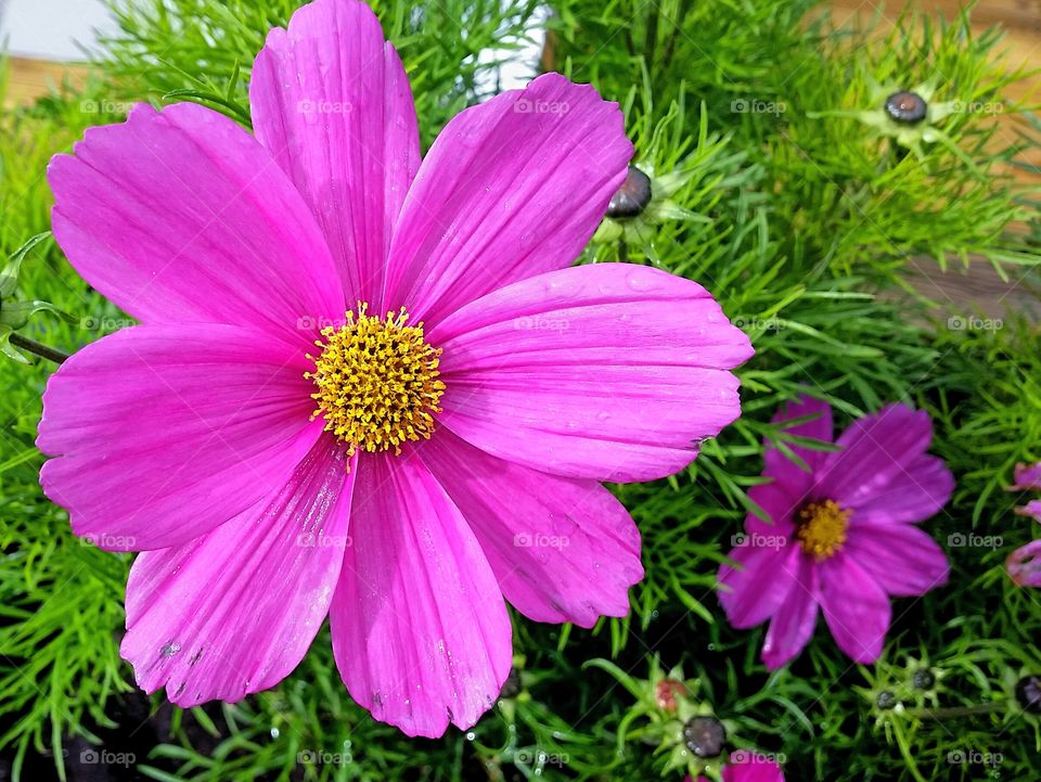 Pink flower.