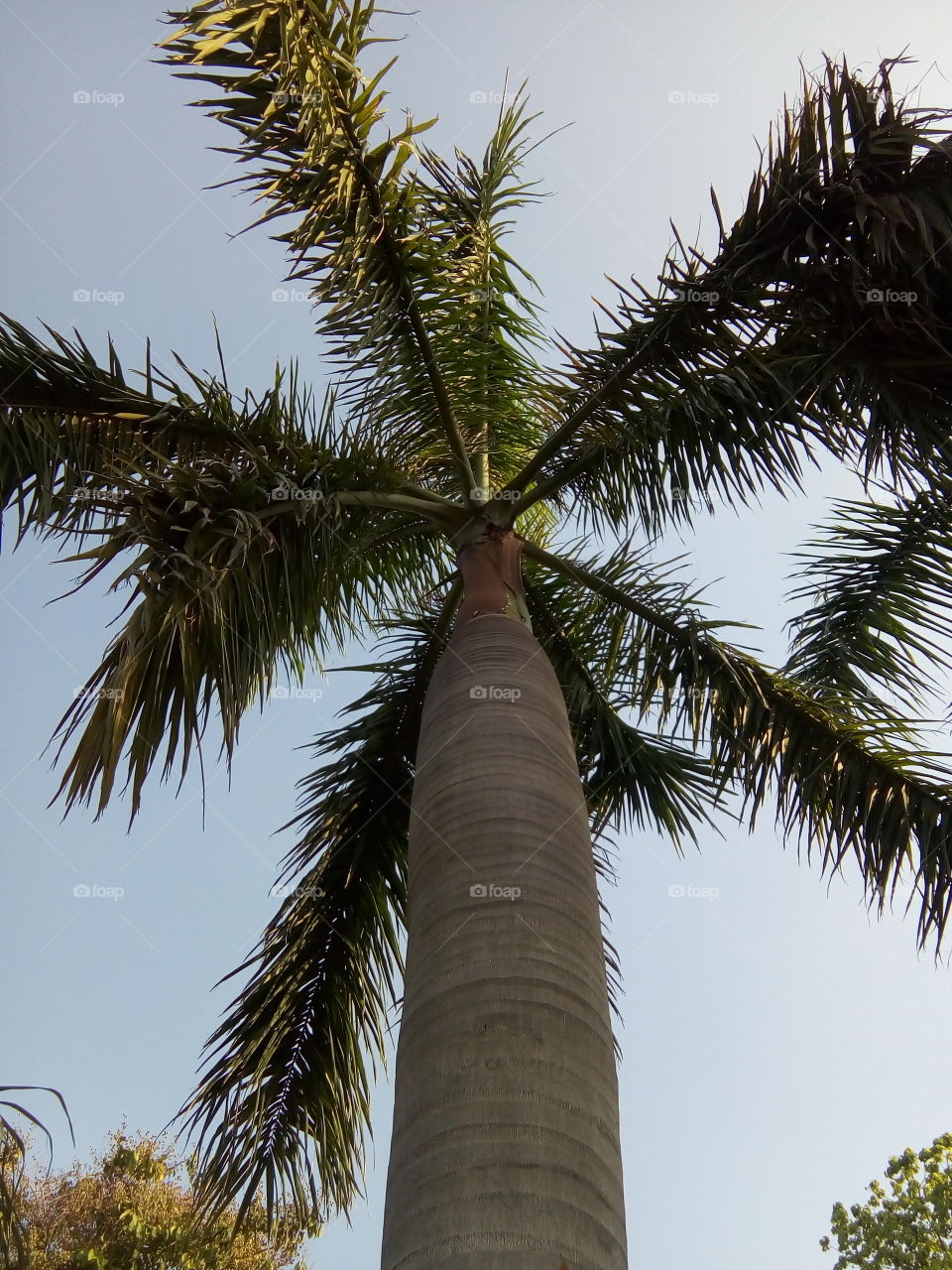 a beautiful tree in a garden