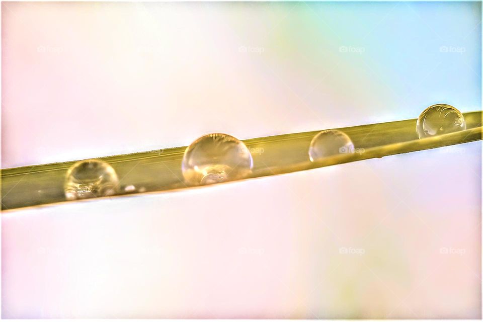 close up macro picture from a grass blade with 3 clear waterdrops and pastel colored background