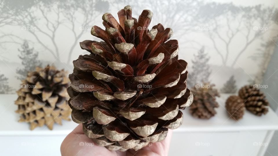 bleached ,pinecones, pinecone, autumn, autumnal, seasonal, English, October, November, September, bleach, bleaching, crafted, crafting, craft, crafts, natural, decorating, decorative, Dec's