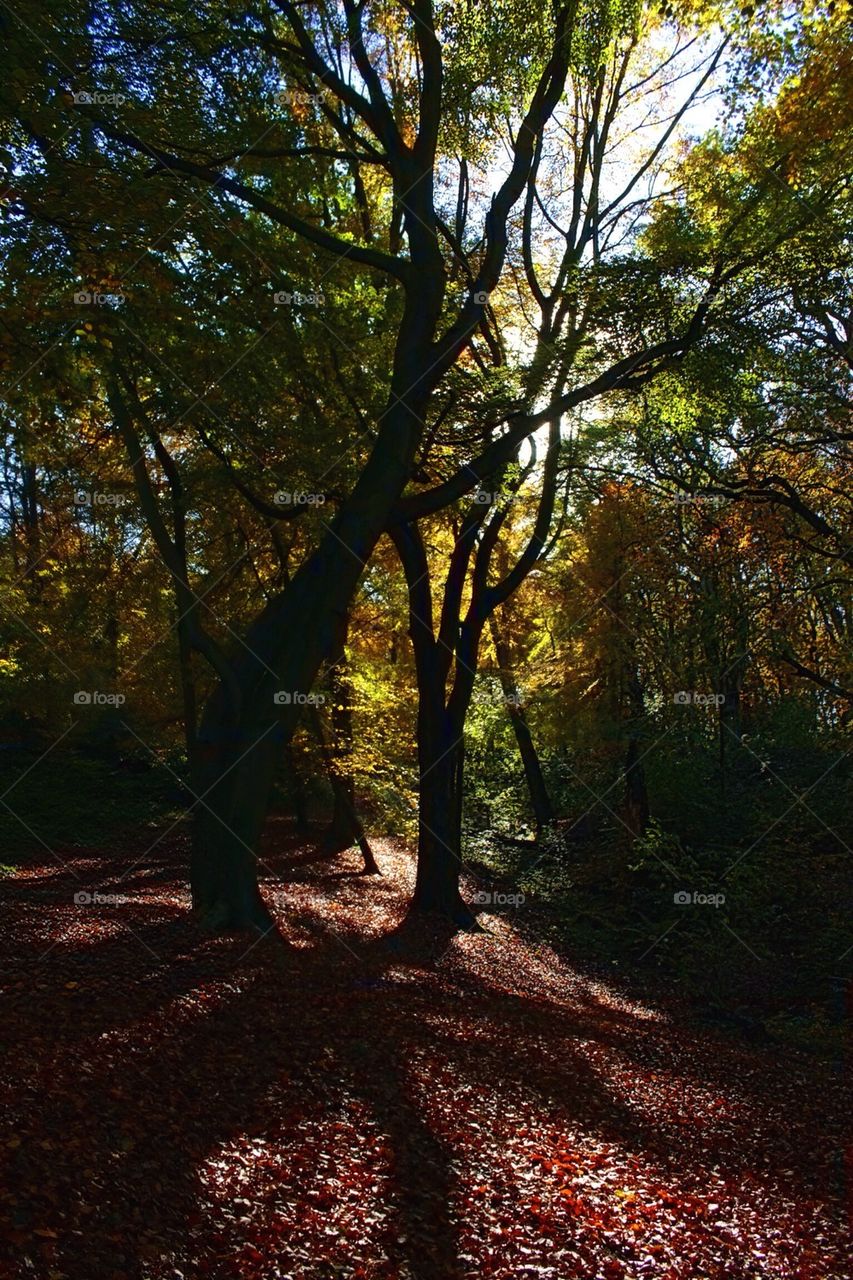 Autumn colour at Hanbury Wood, UK