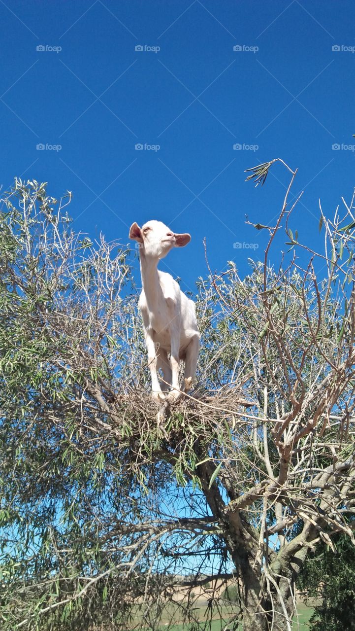 beautiful white goat on argania tree.