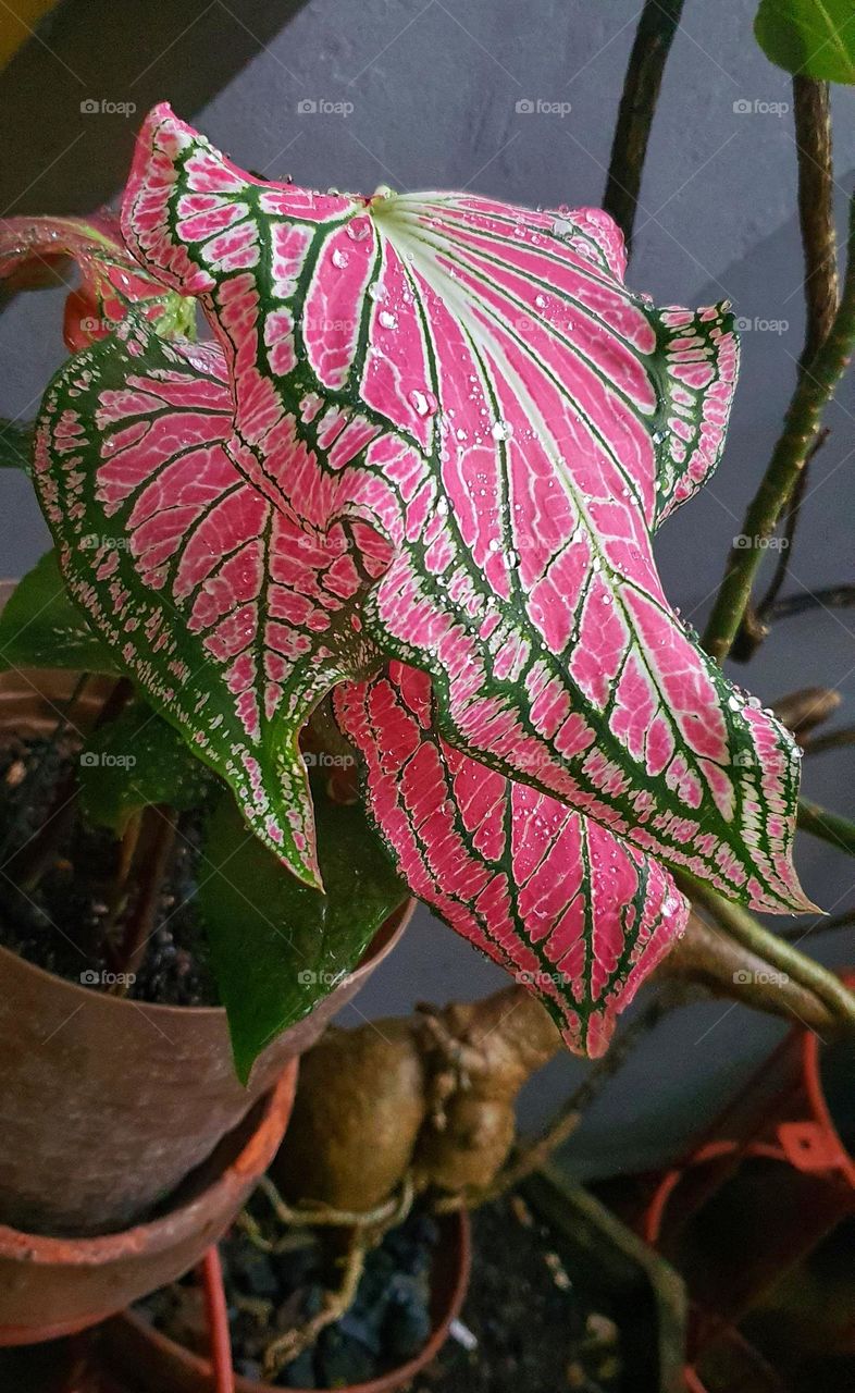 Caladium Pink Symphony