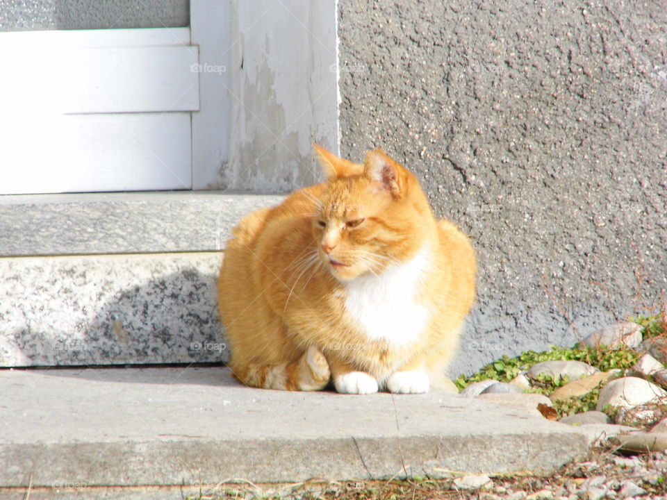 nice cat in the door