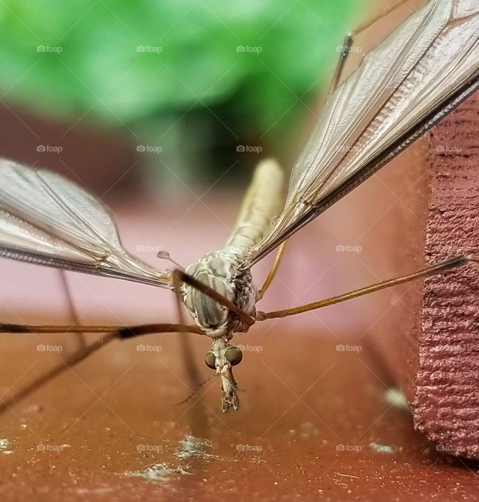 Crane fly front