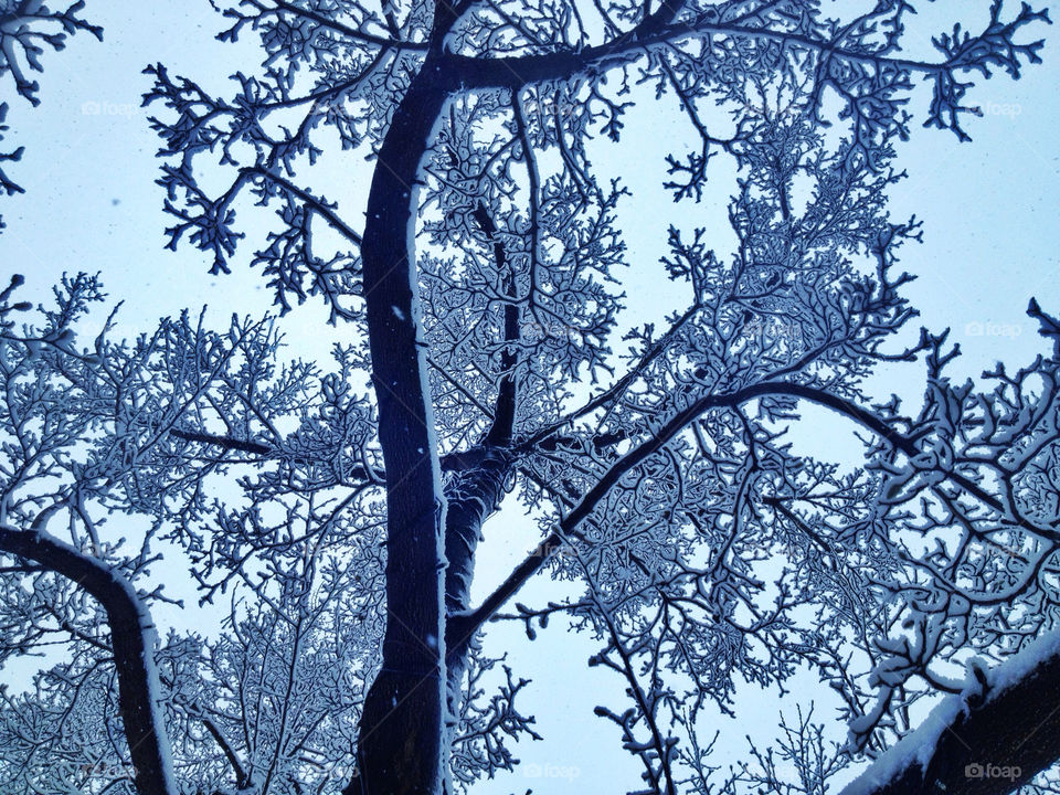Frozen treee