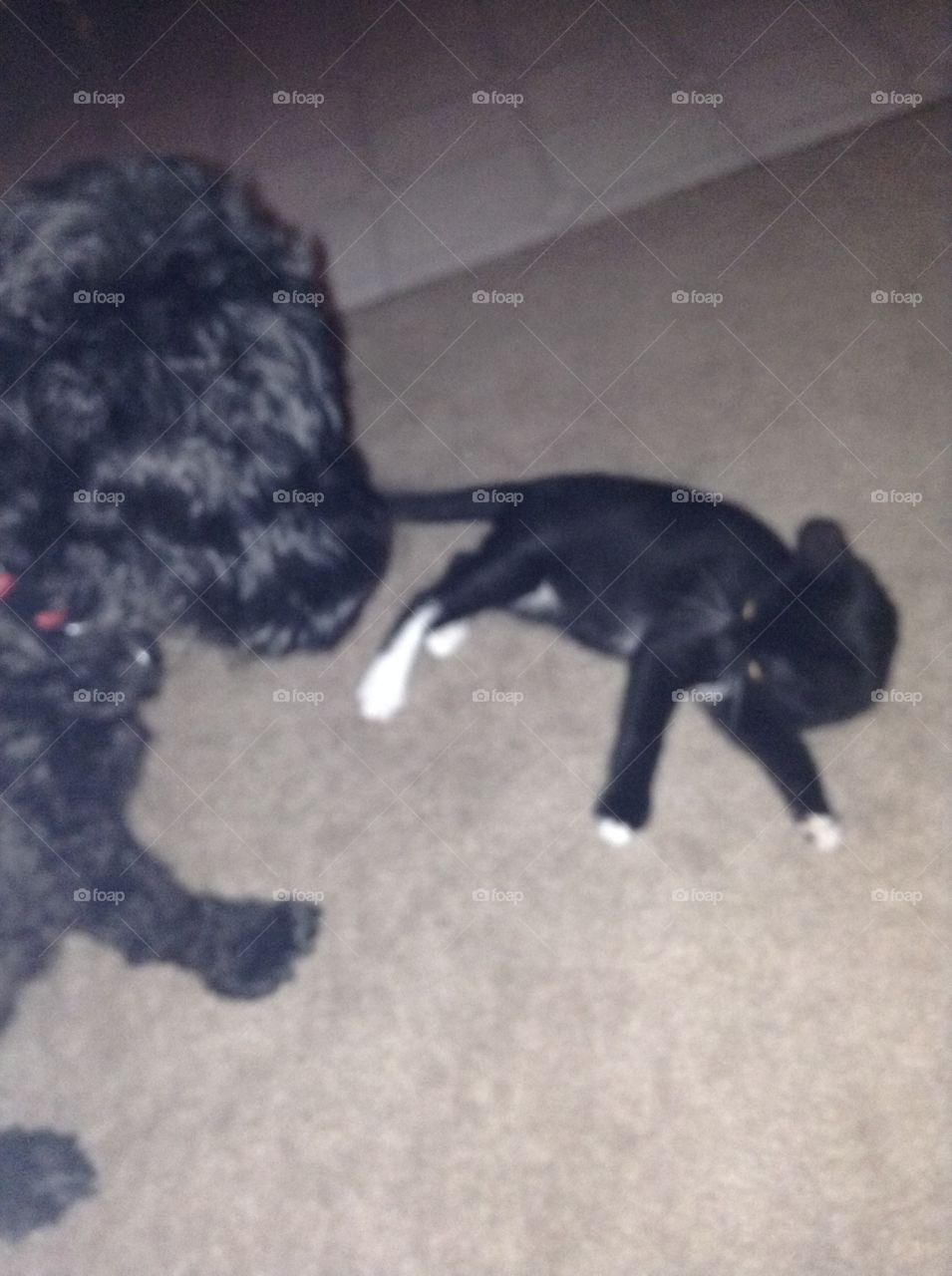 Coal the cockapoo and Onix the kitty having fun. Onix is warn out! 