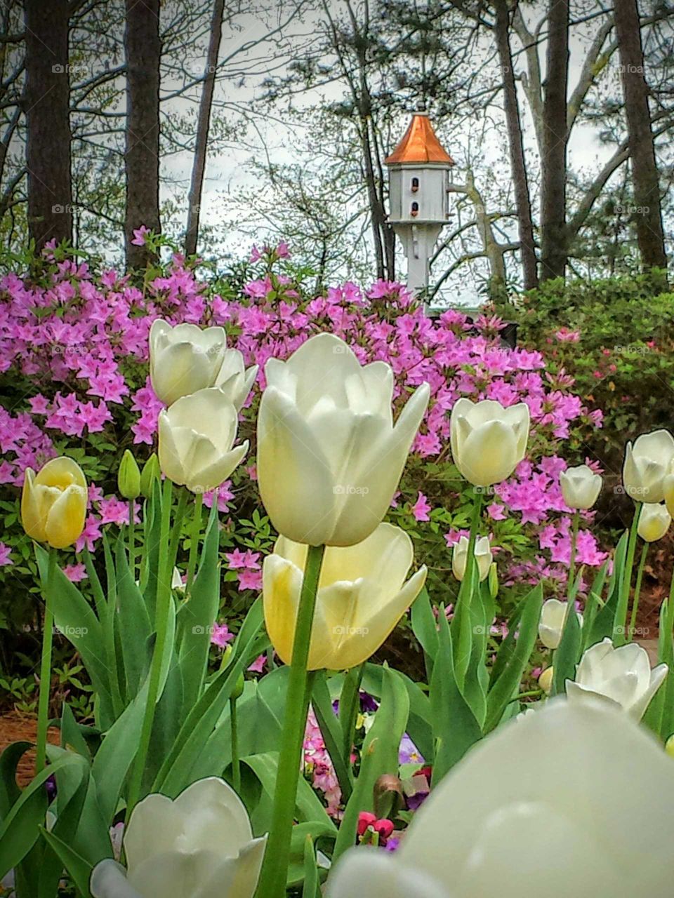 Spring in North Carolina. Tulips and Azaleas