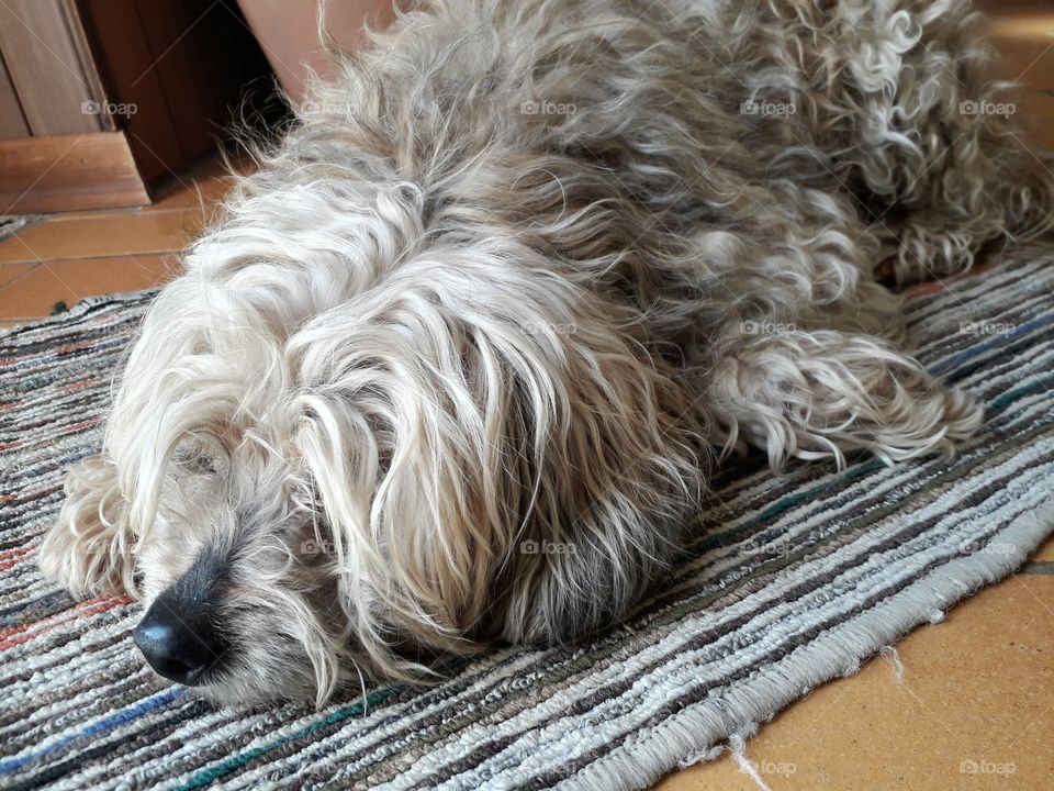 my dog Mila on the carpet